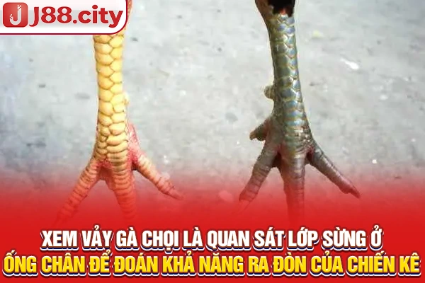 Xem vảy gà chọi là quan sát lớp sừng ở ống chân để đoán khả năng ra đòn của chiến kê